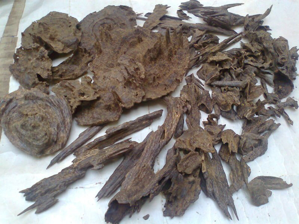 L'OUD, UN PARFUM VENU DU DÉSERT D'ARABIE L'OUD, UN PARFUM VENU DU DÉSERT D'ARABIE