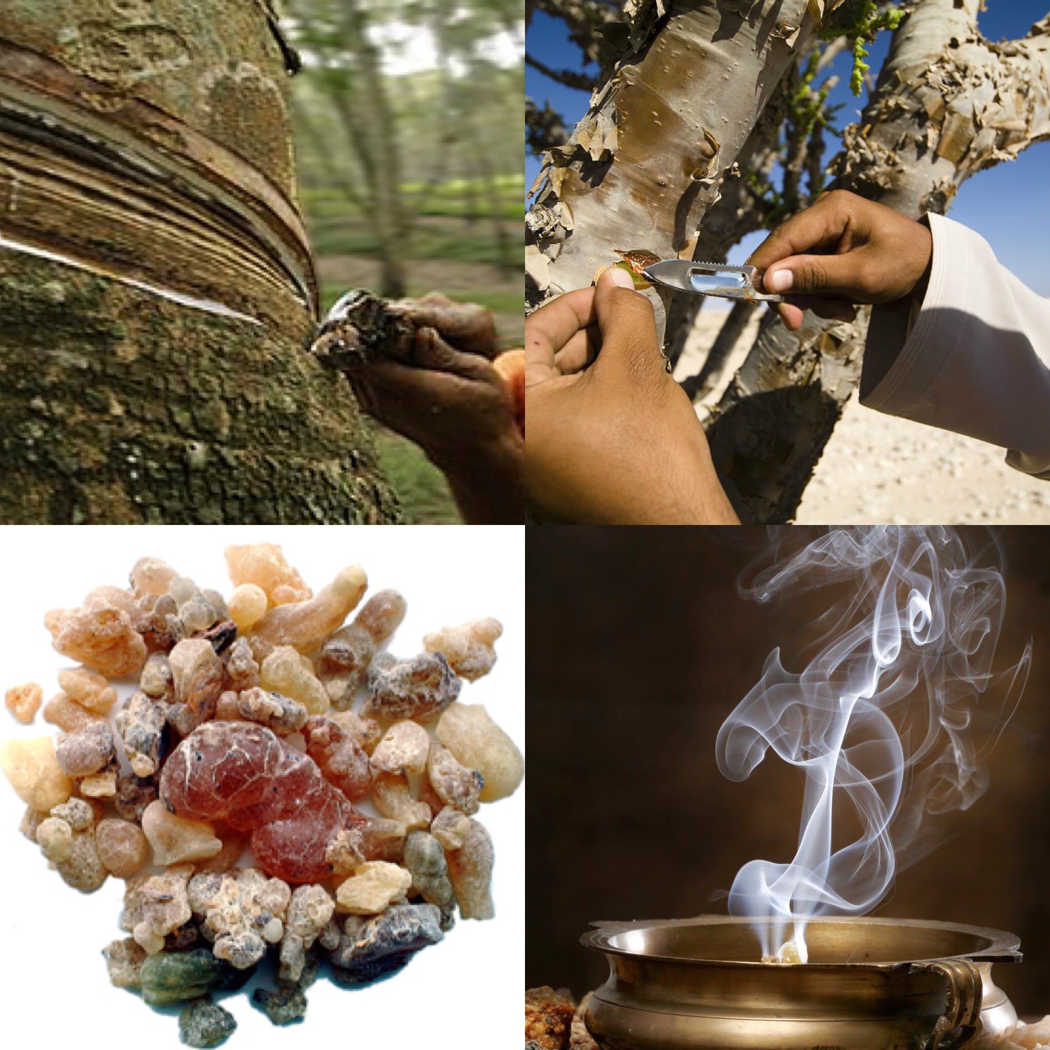 L'Encens, l'offrande divine L'Encens, l'offrande divine