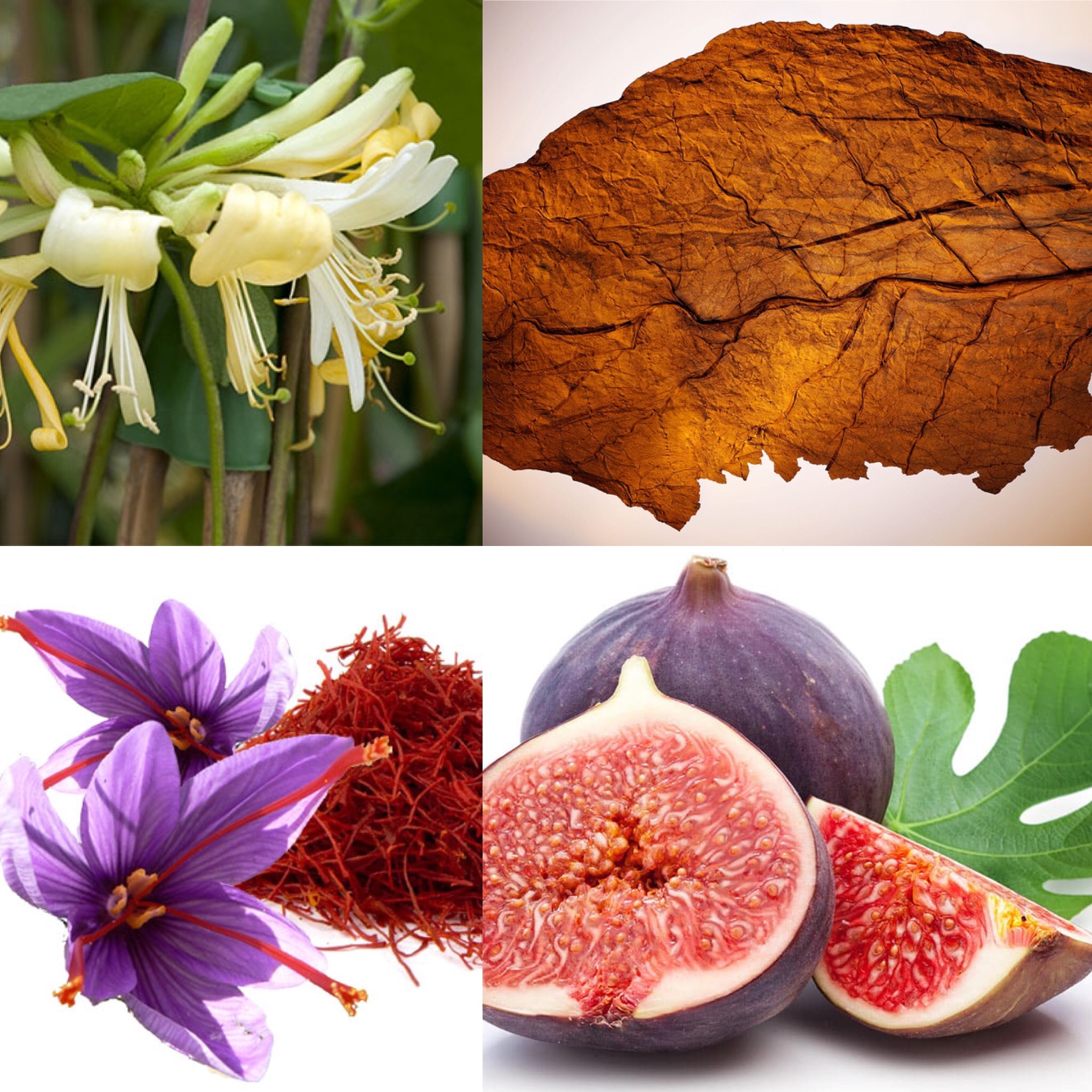 De nouvelles senteurs au musée du Parfum à Marrakech De nouvelles senteurs au musée du Parfum à Marrakech