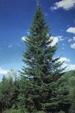 Le sapin : un arbre du Paradis ! Le sapin : un arbre du Paradis !