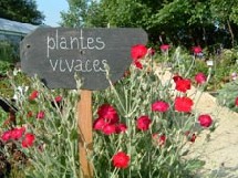 Plantes vivaces Plantes vivaces