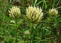 Les trèfles : plantes porte bonheur ! Les trèfles : plantes porte bonheur !