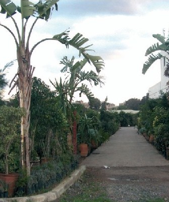 Les pépinières nécessitent un investissement matériel et humain très lourd car les Marocains n’ont pas encore la culture des plantes. Ph Maroc Soir Les pépinières nécessitent un investissement matériel et humain très lourd car les Marocains n’ont pas encore la culture des plantes. Ph Maroc Soir