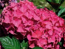 L'Hydrangea « Alpengluhen » L'Hydrangea « Alpengluhen »