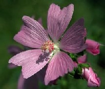 SOS Fleurs en détresse ! SOS Fleurs en détresse !
