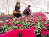 Jeunes chinoises cueillant des fleurs Jeunes chinoises cueillant des fleurs