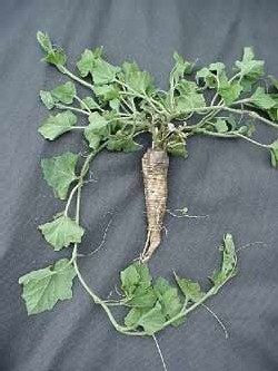 La racine de la bryone dioique (Bryonia dioica) est utilisée depuis l'antiquité contre les douleurs. Elle était recommendée par Pline contre la sciatique