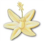 Fleur de Bigaradier Fleur de Bigaradier