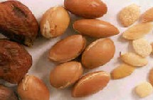 Fruits et amandons de l'arganier