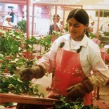 LE BUSINESS DES FLEURS LE BUSINESS DES FLEURS