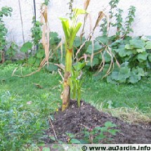 plante exotique plante exotique