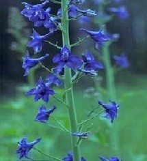 Le delphinium glaucum