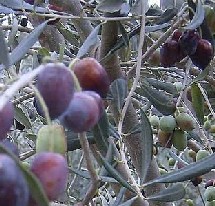 L'olivier : Symbole de paix, de sagesse et d’éternité                       L'olivier : Symbole de paix, de sagesse et d’éternité