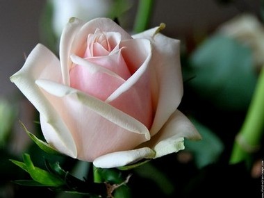 La Rose Reine Des Fleurs Et Des Parfums La Rose Reine Des Fleurs Et Des Parfums