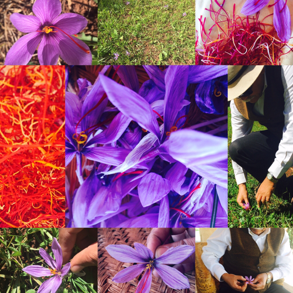 Le temps du SafranAlors qu' au pied de l'Atlas marocain les feuilles mortes de Jacques Prévert se ramassent à la pelle, les fleurs de safran se préparent à répéter en secret les derniers actes d'une chorégraphie haute en couleur. Le temps du SafranAlors qu' au pied de l'Atlas marocain les feuilles mortes de Jacques Prévert se ramassent à la pelle, les fleurs de safran se préparent à répéter en secret les derniers actes d'une chorégraphie haute en couleur.