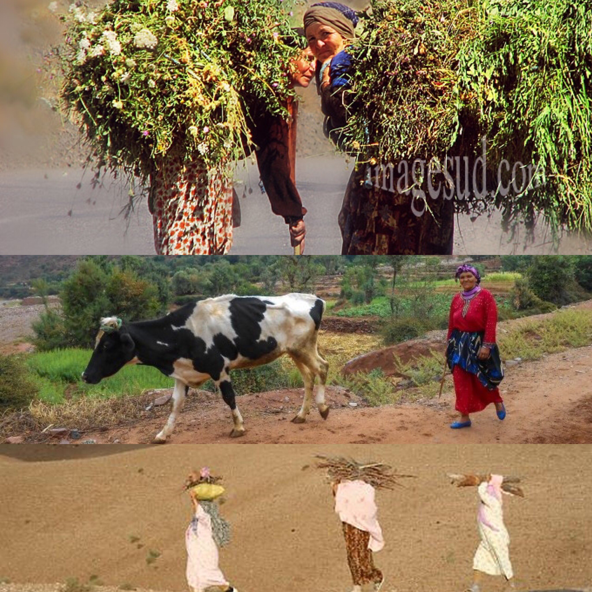 Terre de femmes      Thème de la conférence de Benchaâbane à la journée cop22 de la fondation Yves Roche                                                                                            Résilience des femmes face aux changements climatiques Terre de femmes      Thème de la conférence de Benchaâbane à la journée cop22 de la fondation Yves Roche                                                                                            Résilience des femmes face aux changements climatiques