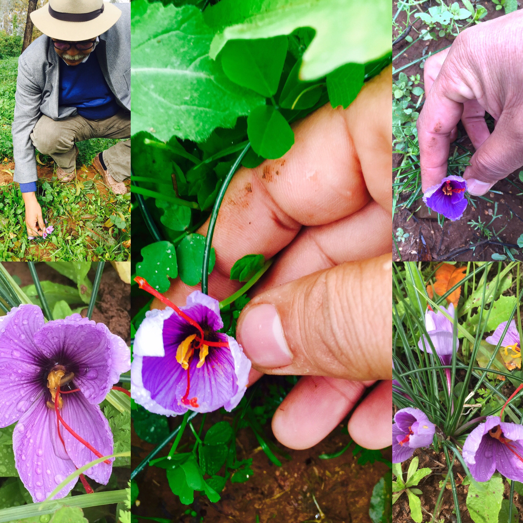 Le temps du Safran Le temps du Safran