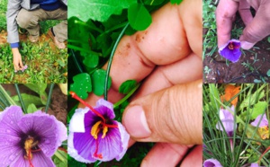 Le temps du Safran Le temps du Safran