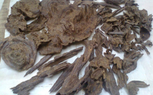 L'Oud, un bois venu du paradis L'Oud, un bois venu du paradis