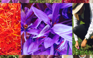 Le temps du SafranAlors qu' au pied de l'Atlas marocain les feuilles mortes de Jacques Prévert  se ramassent à la pelle, les fleurs de safran se préparent à répéter en secret les derniers actes d'une chorégraphie haute en couleur.