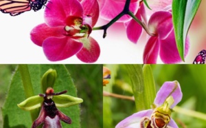 Parfum d'orchidées