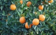 Une orange par jour éloigne le cancer