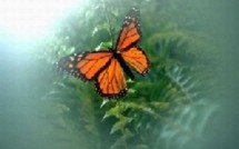 Le papillon est l'avenir de l'homme dans les jardins français