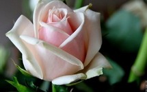                                  La rose : Reine des fleurs et des parfums.
