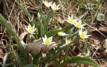                                       La Tulipe :   Reine des bulbes à fleurs