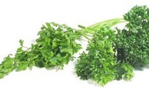                                 Le persil est un aliment nutritif et tonifiant