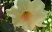                                                 Le Narcisse