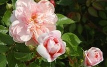                                                     Fête des Plantes