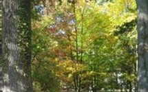                                            Journées des Plantes de Courson