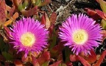                            Carpobrotus : Plante connue sous de nombreux noms