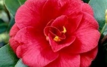                                    Camellia d'automne : un petit joyau à découvrir