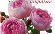                                                      Les roses anglaises