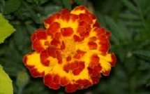 Manifestations autour des jardins, plantes et fleurs en Drôme des Collines